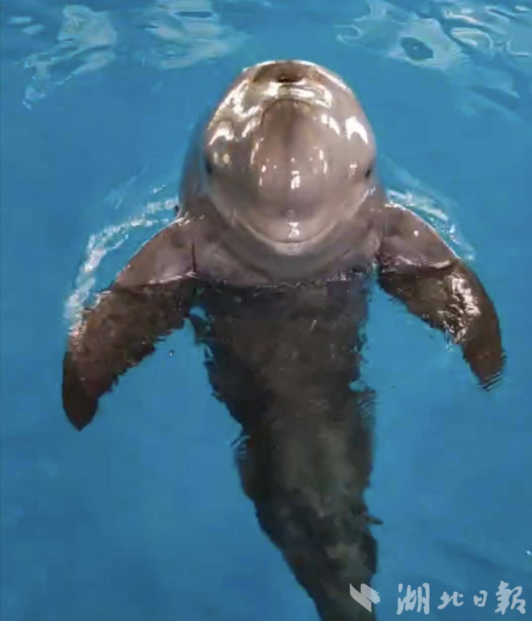 江豚 水生所2.jpg