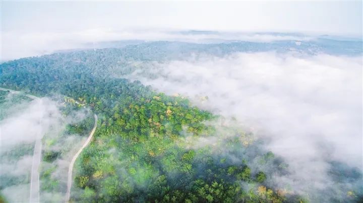 大口國(guó)家森林公園。安幫友 攝
