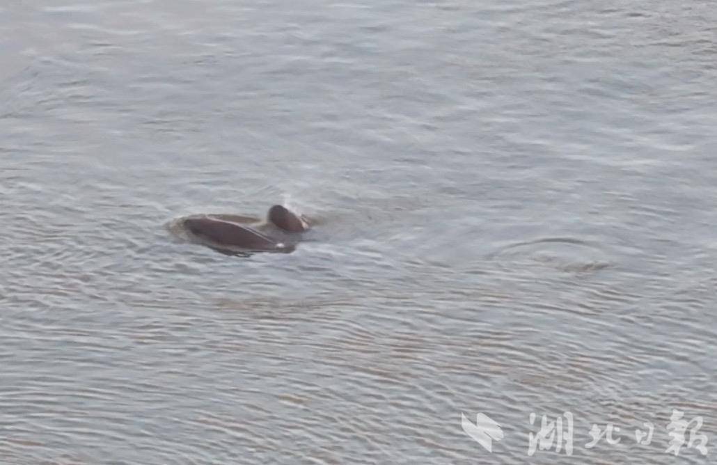 江豚 母子豚、0.jpg