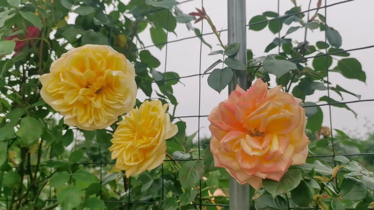 2da11cfd0d85bafe4fd1bab09c7384a 2da11cfd0d85bafe4fd1bab09c7384a